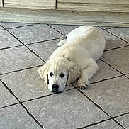 Aïko a rejoint le concours — aidez-le/la à gagner de superbes lots ! puppy, dog, golden_retriever, floor, tile_floor, indoor, animal, pet, lying_down, cute, young_dog, home, wooden_cabinet, resting, fur, adorable, canine, domestic_animal, quiet, relaxed