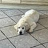 puppy, dog, golden_retriever, floor, tile_floor, indoor, animal, pet, lying_down, cute, young_dog, home, wooden_cabinet, resting, fur, adorable, canine, domestic_animal, quiet, relaxed