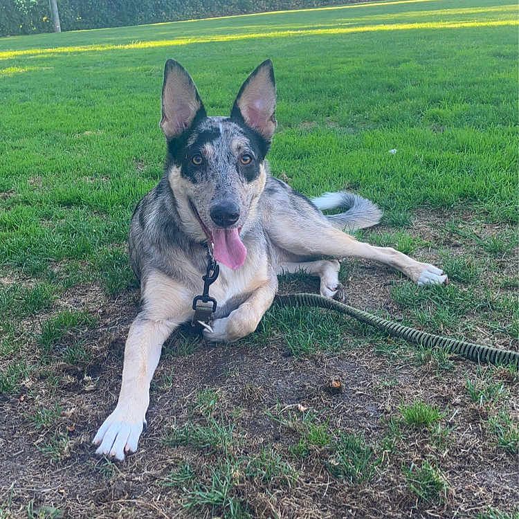 Shadow is registered to the contest to win money with this photo: accessories, animal, canine, dog, field, germanshepherd, grass, grassland, husky, lawn, nature, outdoors, park, pet, plant, puppy, strap, tree, vegetation, yard