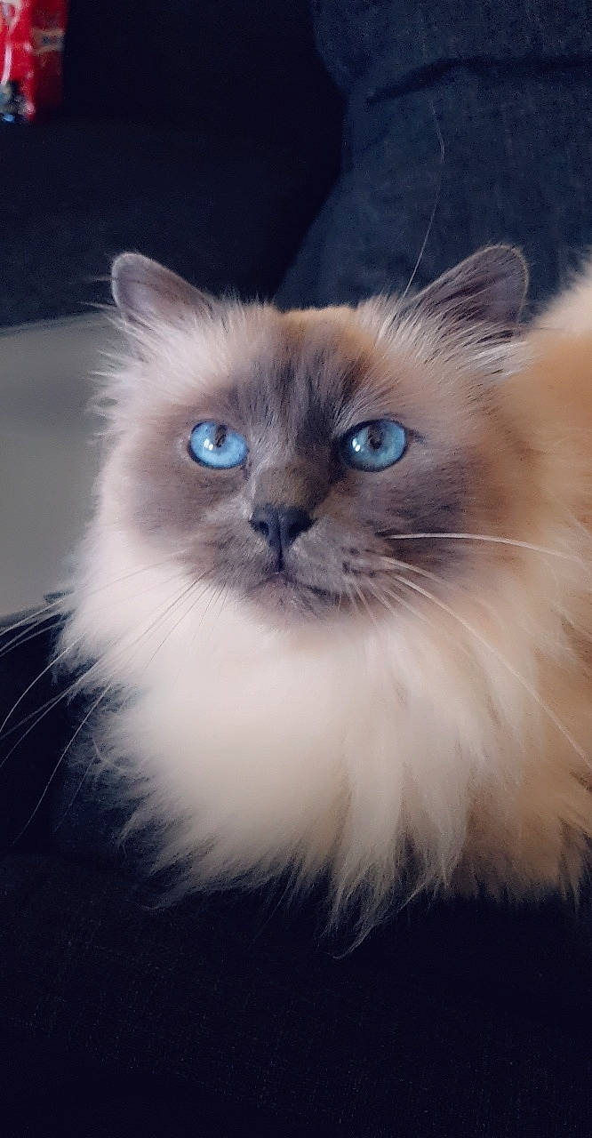 Jelly participe au concours pour gagner de l'argent avec cette photo : balinese, birman, carnivore, cat, claw, electric_blue, eye, fawn, felidae, fur, iris, mammal, ragdoll, siamese, small_to_medium_sized_cats, snout, tail, terrestrial_animal, thai, whiskers