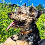 Pilou participe au concours pour gagner de l'argent avec cette photo : dog, tongue_out, happy, outdoor, sunny, flowers, yellow_flowers, blue_sky, fur, collar, pet, canine, nature, grass, daytime, animal, close_up, portrait, cute, leash