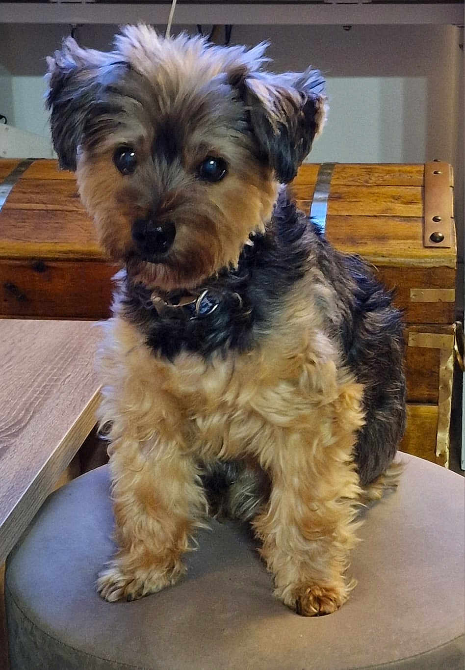 Pilou a rejoint le concours — aidez-le/la à gagner de superbes lots ! dog, small_dog, fluffy, sitting, indoor, furniture, wooden_chest, table, curious_expression, pet, animal, cute, stool, fur, collar, brown, black, cozy, domestic, companion