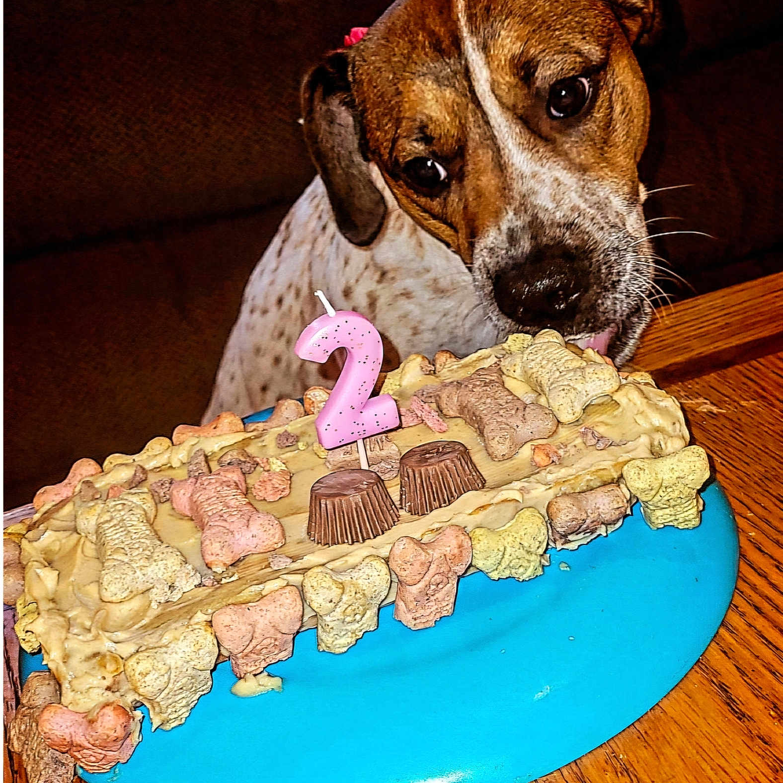 Dixie joined the competition — help win amazing prizes! animal, birthdaycake, boxer, bulldog, cake, canine, couch, cream, dessert, dog, figurine, food, furniture, hound, icing, pet, pointer, puppy, sweets, torte