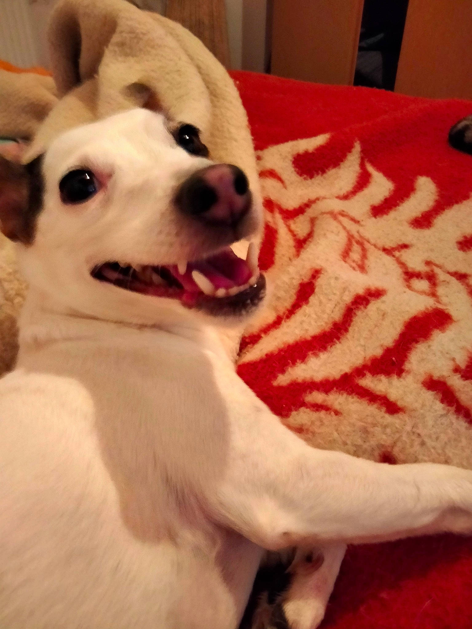 India a rejoint le concours — aidez-le/la à gagner de superbes lots ! canidae, carnivore, comfort, companion_dog, dog, dog_breed, ear, fang, fawn, flooring, fur, jaw, paw, snout, spitz, sporting_group, tail, whiskers, wood, working_animal