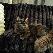 Luna is registered to the contest to win money with this photo: cat, fluffy, fur, couch, indoors, pet, animal, relaxed, cozy, furniture, resting, domestic, mammal, whiskers, tail, sitting, soft, comfort, black_cat, long_hair