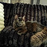 cat, fluffy, fur, couch, indoors, pet, animal, relaxed, cozy, furniture, resting, domestic, mammal, whiskers, tail, sitting, soft, comfort, black_cat, long_hair