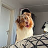 Aïko participe au concours pour gagner de l'argent avec cette photo : dog, australian_shepherd, fluffy, long_hair, brown_and_white, blue_eyes, open_mouth, happy, portrait, indoors, bedroom, bed, duvet, bedding, geometric_pattern, door, ceiling, furniture, pet, playful