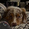 dog, puppy, fluffy, brown_and_white, blue_eyes, pet, animal, portrait, close_up, indoors, bedroom, bed, duvet, bedding, water_bottle, laundry, sleepy, cute, dim_lighting, home