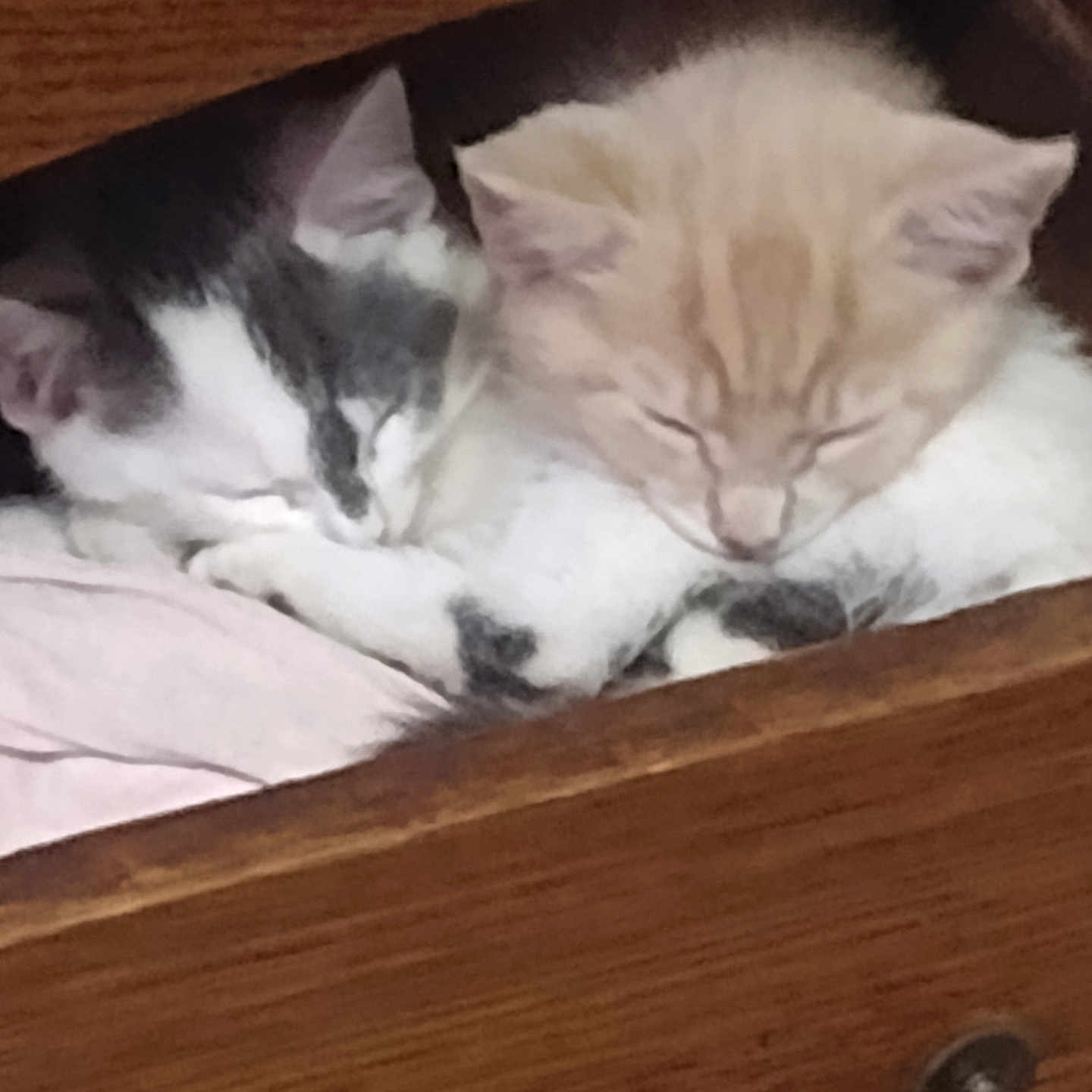 Larry And Dottie joined the competition — help win amazing prizes! animal, cat, companion, cozy, cute, domestic, drawer, fur, furniture, gray, indoors, kitten, nap, orange, pets, rest, sleeping, snuggle, white, wood