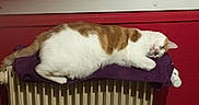 Eleven a rejoint le concours — aidez-le/la à gagner de superbes lots ! animal, blanket, cat, cozy, cute, domestic, feline, fur, household, indoor, orange_and_white, pet, purple_blanket, radiator, red_wall, relaxed, resting, sleeping, warm, window