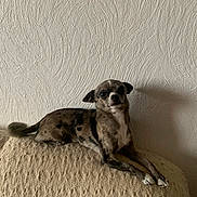 Youcky a rejoint le concours — aidez-le/la à gagner de superbes lots ! dog, small_dog, brindle_coat, couch, textured_wall, indoor, pet, relaxed, lying_down, calm, beige, cream_color, furniture, animal, companion, domestic_animal, cute, portrait, canine, resting