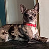 Youcky participe au concours pour gagner de l'argent avec cette photo : dog, brindle, small_dog, red_collar, pet, indoor, leather_surface, lounging, alert, ears_up, canine, domestic_animal, companion, animal, furniture, resting, looking_at_camera, household, wall, couch