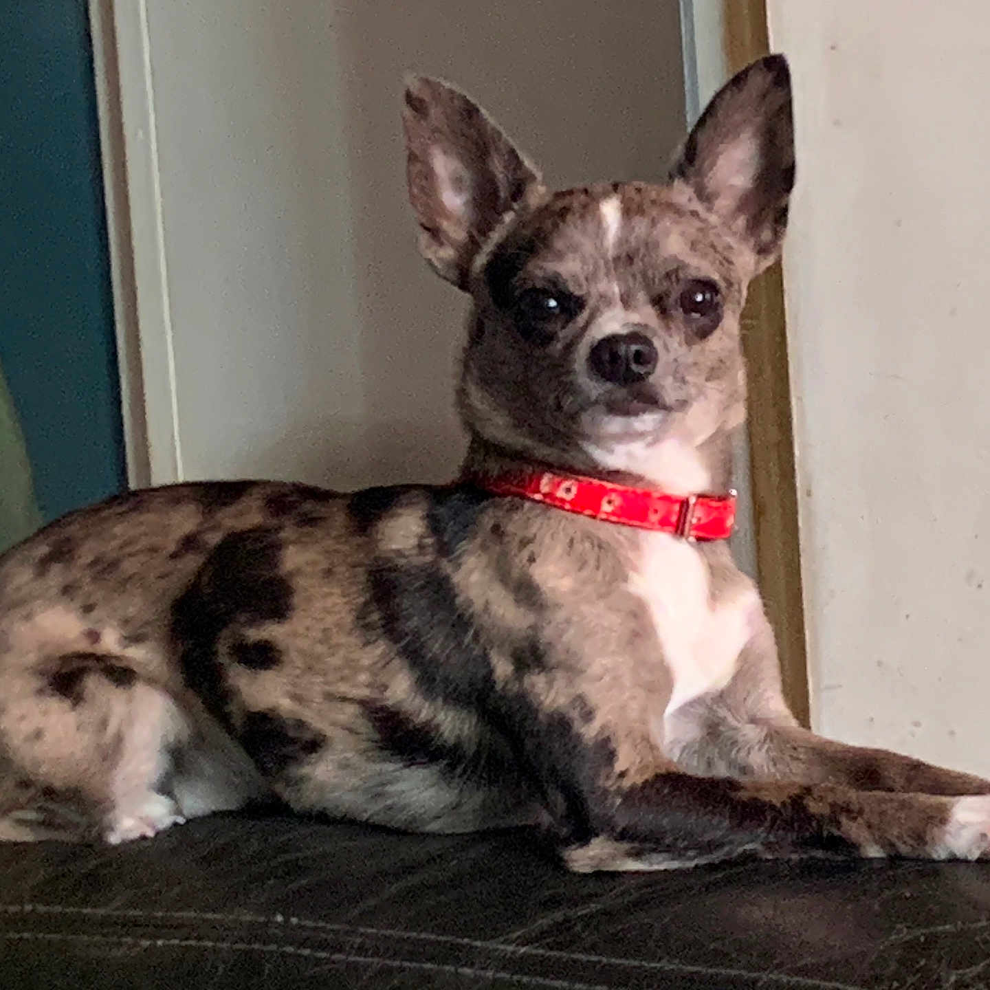 Youcky participe au concours pour gagner de l'argent avec cette photo : dog, brindle, small_dog, red_collar, pet, indoor, leather_surface, lounging, alert, ears_up, canine, domestic_animal, companion, animal, furniture, resting, looking_at_camera, household, wall, couch
