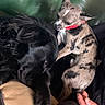 Youcky participe au concours pour gagner de l'argent avec cette photo : animal, black_dog, close_up, companionship, couch, cozy, cute, dog, friendship, fur, green_leather, hand, human, indoor, pet, playful, red_collar, relaxing, small_dog, spotted_dog
