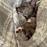 Youcky a rejoint le concours — aidez-le/la à gagner de superbes lots ! animal, blanket, companion, cozy, cute, cute_pet, dog, fur, fur_texture, home, indoors, paw, pet, puppy, relaxed, resting, sleepy, small, snuggled, warm