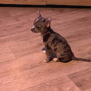Youcky participe au concours pour gagner de l'argent avec cette photo : animal, brown, cabinet, calm, canine, cute, dog, domestic_animal, flooring, indoor, pet, puppy, quiet, shadow, side_view, sitting, small_dog, spotted_dog, wood_floor, young_dog