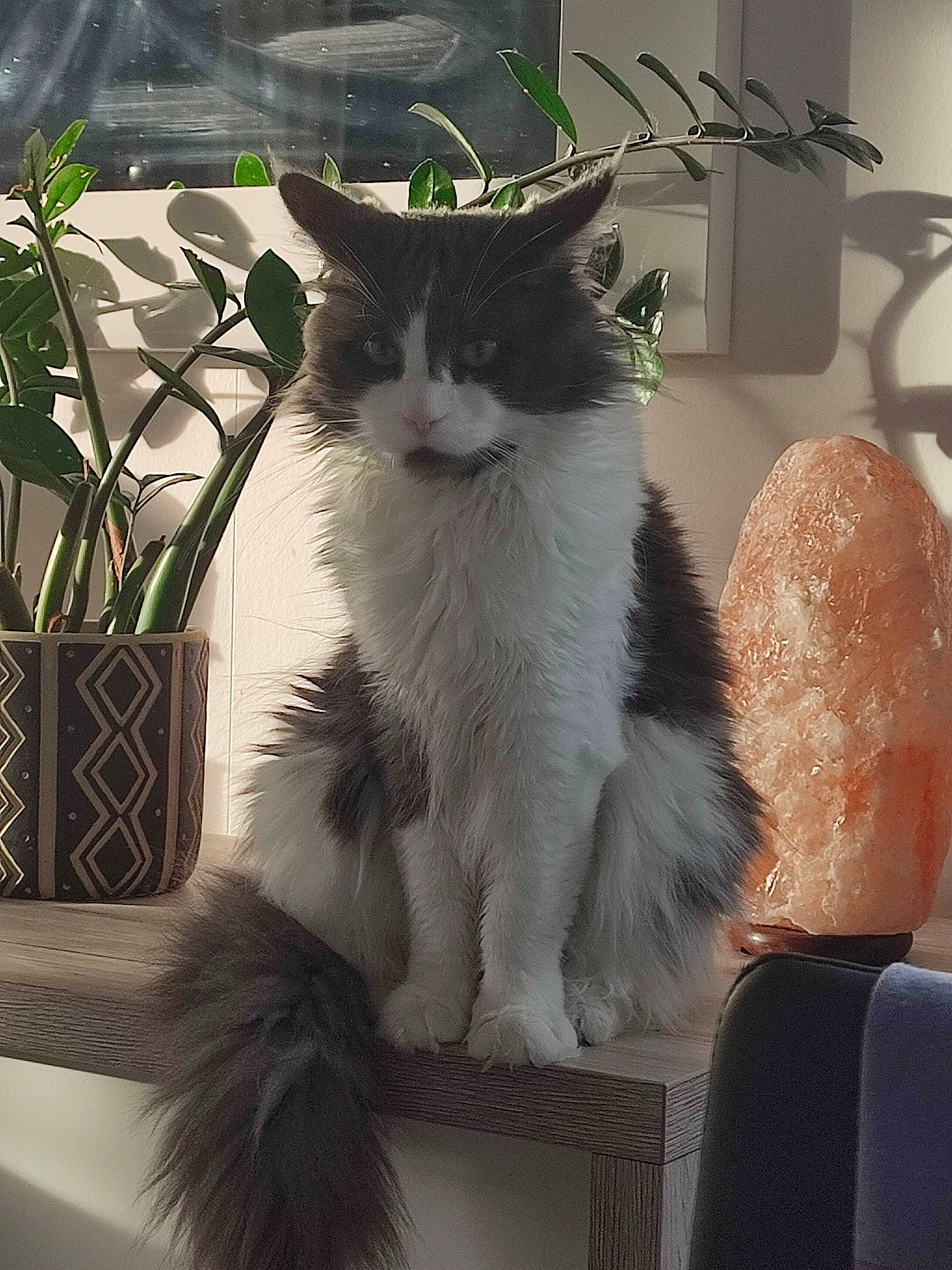 Gucci participe au concours pour gagner de l'argent avec cette photo : carnivore, cat, chair, claw, domestic_short_haired_cat, eye, felidae, flowerpot, fur, houseplant, monochrome_photography, plant, sitting, small_to_medium_sized_cats, snout, table, tail, terrestrial_animal, whiskers, window