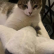 Daisy is registered to the contest to win money with this photo: cat, stuffed_toy, indoor, close_up, white, gray, soft_texture, curious, animal, pet, feline, toy, collar, cozy, couch, fabric, whiskers, ears, face, looking