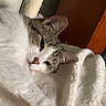Daisy is registered to the contest to win money with this photo: cat, feline, pet, indoor, blanket, scratching_post, resting, sleepy, white_fur, gray_fur, paw, close_up, cozy, household, relaxed, fur, cute, animal, domestic, comfort