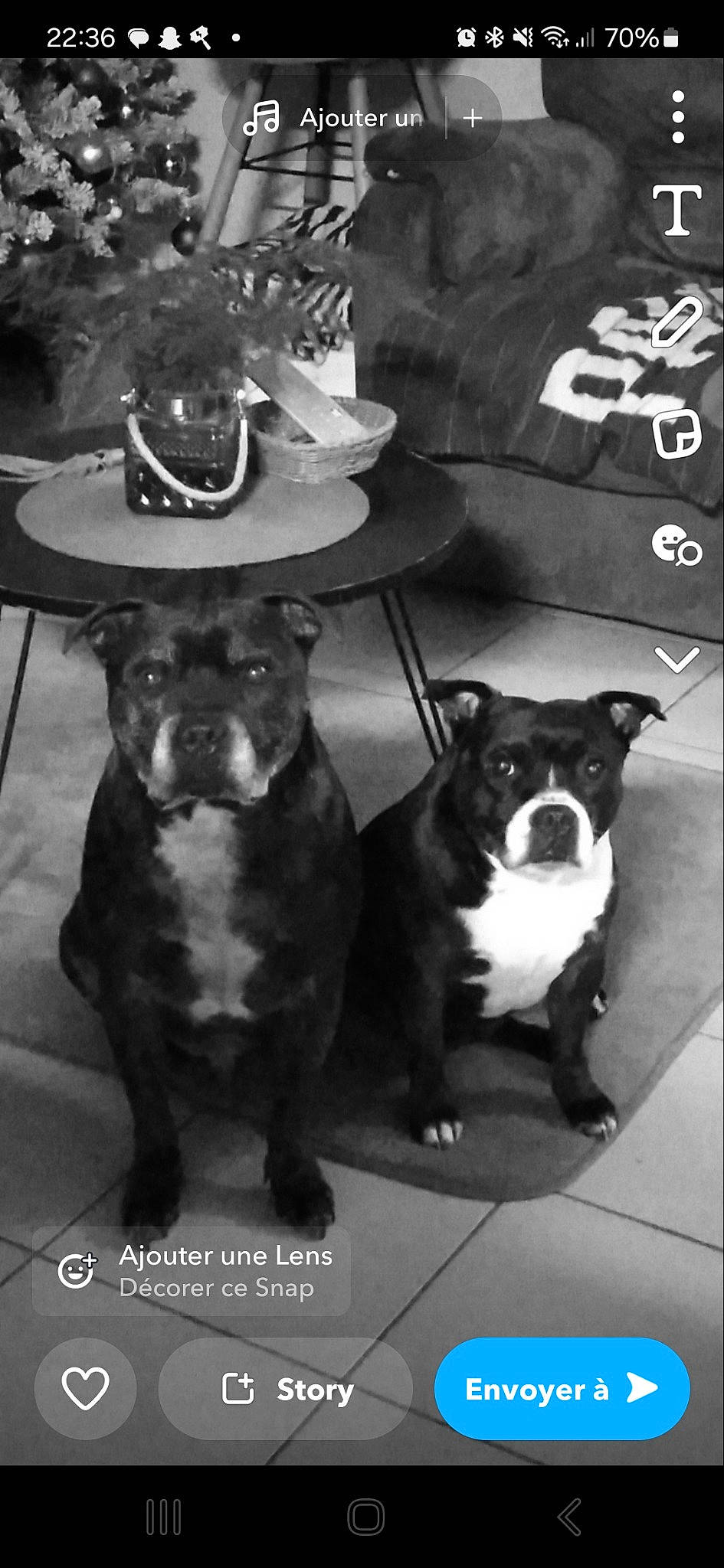 Jeepsy a rejoint le concours — aidez-le/la à gagner de superbes lots ! black, carnivore, chair, companion_dog, costume_hat, dog, dog_breed, font, hat, mammal, monochrome, monochrome_photography, personal_protective_equipment, snout, style, sun_hat, table, toy_dog, whiskers, working_animal