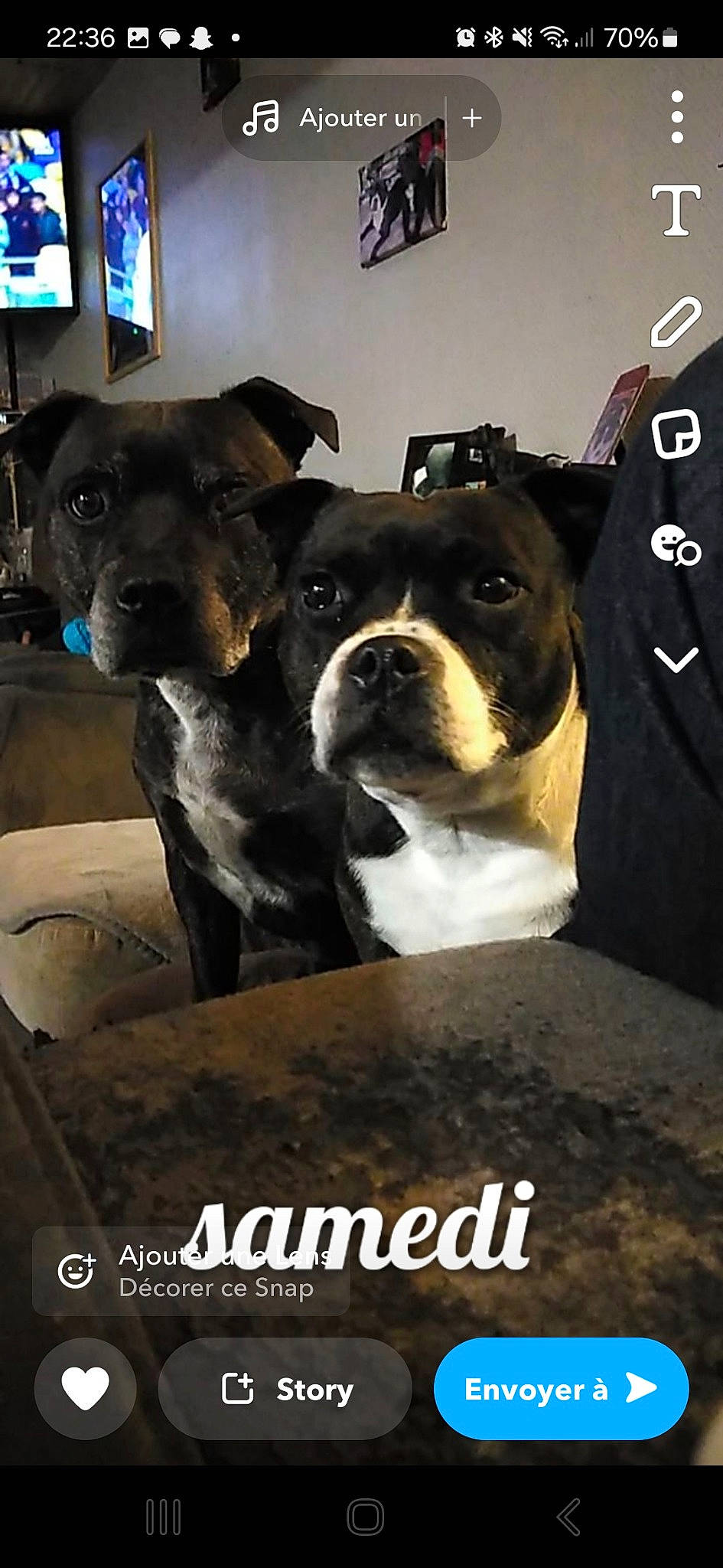 Jeepsy participe au concours pour gagner de l'argent avec cette photo : bored, canidae, carnivore, collar, companion_dog, dog, dog_breed, dog_collar, fawn, fur, molosser, non_sporting_group, photo_caption, snout, sporting_group, whiskers, window, working_animal, working_dog