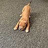 Diamond joined the competition — help win amazing prizes! puppy, dog, brown, carpet, indoor, pet, animal, cute, young, playful, tail, four_legs, ears, face, floor, looking, stretching, domestic, mammal, small