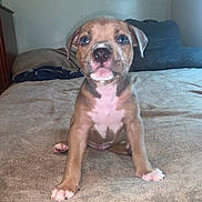Diamond joined the competition — help win amazing prizes! puppy, dog, bed, indoor, pet, cute, young, animal, fur, ears, nose, paws, front_view, brown, white, expression, curious, sitting, home, cozy