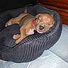 Diamond joined the competition — help win amazing prizes! puppy, sleeping, pet_bed, black_bed, brown_puppy, indoor, cozy, nap, animal, young_dog, fur, cute, resting, home, wooden_furniture, paw, collar, face, nose, tail