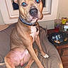 dog, brown_dog, pet, indoor, bed, blanket, collar, window, nightstand, drink_cup, can, plastic_bottle, snacks, furniture, animal, sitting, looking_at_camera, flash_reflection, domestic, relaxed