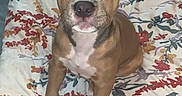 Diamond joined the competition — help win amazing prizes! puppy, dog, bed, bedding, blanket, floral_pattern, indoor, pet, animal, cute, young_dog, brown_dog, white_markings, ears, sitting, looking_up, canine, domestic_animal, sleeping_area, comfort