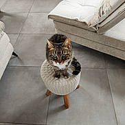 Dudu a rejoint le concours — aidez-le/la à gagner de superbes lots ! cat, tabby, stool, knitted, living_room, floor_tiles, furniture, sofa, cushion, indoor, pet, curious, green_eyes, wooden_legs, home, cozy, domestic_animal, animal, sitting, looking_up