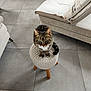 cat, tabby, stool, knitted, living_room, floor_tiles, furniture, sofa, cushion, indoor, pet, curious, green_eyes, wooden_legs, home, cozy, domestic_animal, animal, sitting, looking_up