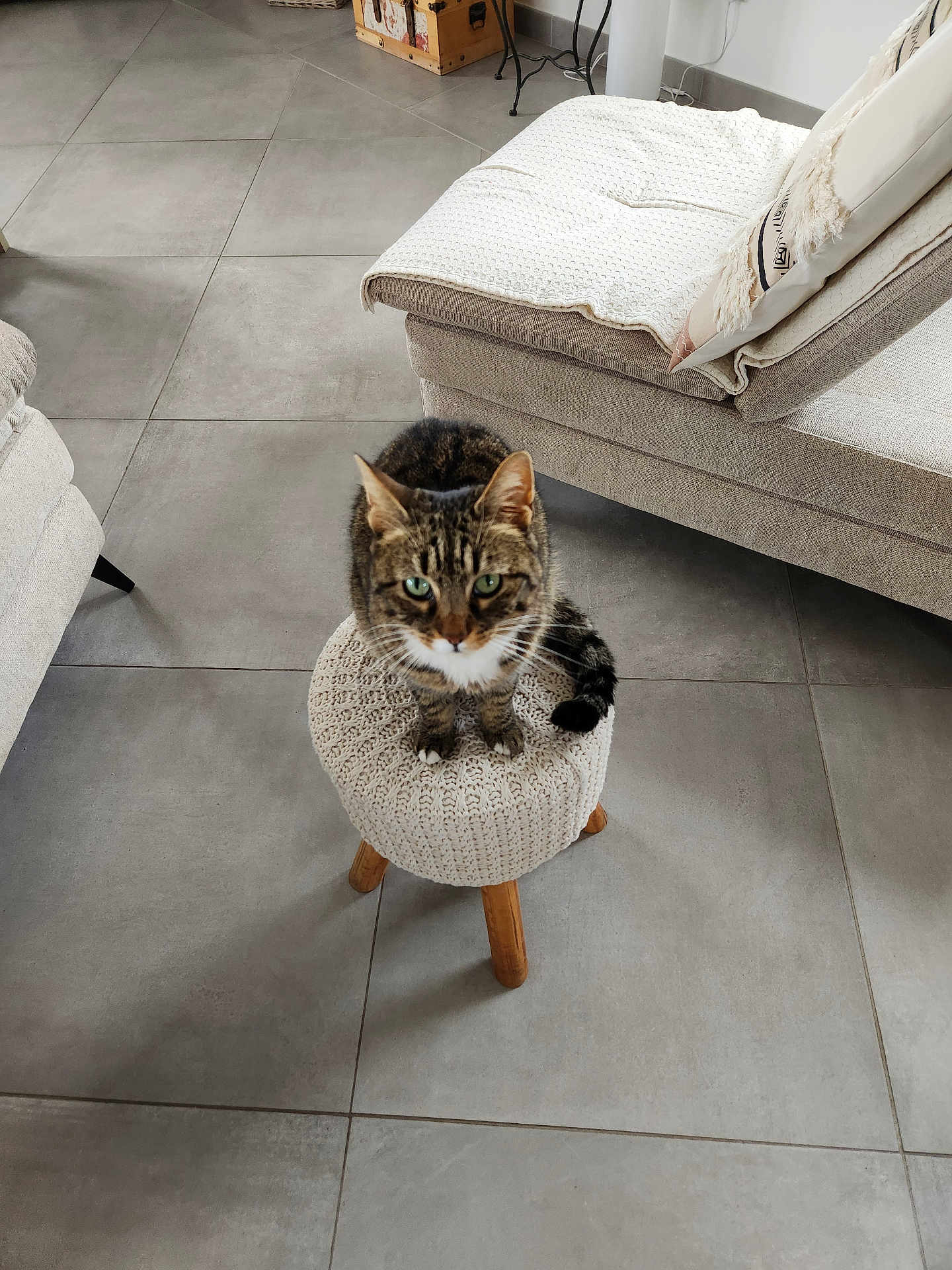 Dudu a rejoint le concours — aidez-le/la à gagner de superbes lots ! cat, tabby, stool, knitted, living_room, floor_tiles, furniture, sofa, cushion, indoor, pet, curious, green_eyes, wooden_legs, home, cozy, domestic_animal, animal, sitting, looking_up