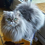 Jewell participe au concours pour gagner de l'argent avec cette photo : asian_semi_longhair, british_semi_longhair, carnivoran, cat, cat_like_mammal, domestic_long_haired_cat, fur, persian, small_to_medium_sized_cats, snout, whiskers