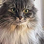 cat, fluffy, gray_cat, green_eyes, portrait, close_up, whiskers, pet, feline, indoors, fur, animal, cute, face, domestic_cat, looking, majestic, soft_light, calm, house_pet