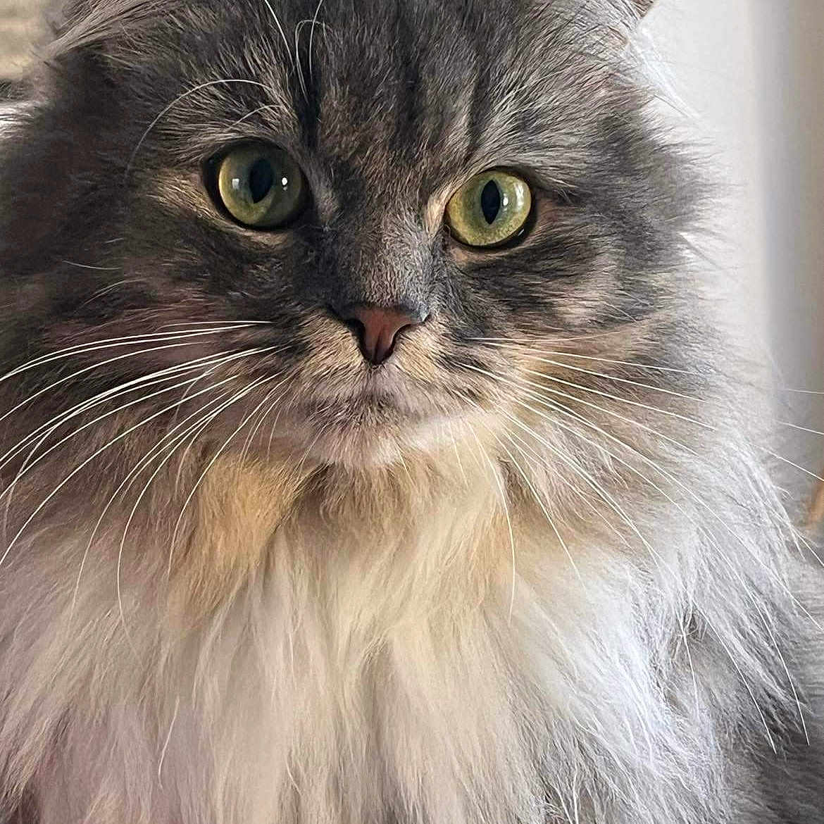 Mimi a rejoint le concours — aidez-le/la à gagner de superbes lots ! animal, calm, cat, close_up, cute, domestic_cat, face, feline, fluffy, fur, gray_cat, green_eyes, house_pet, indoors, looking, majestic, pet, portrait, soft_light, whiskers