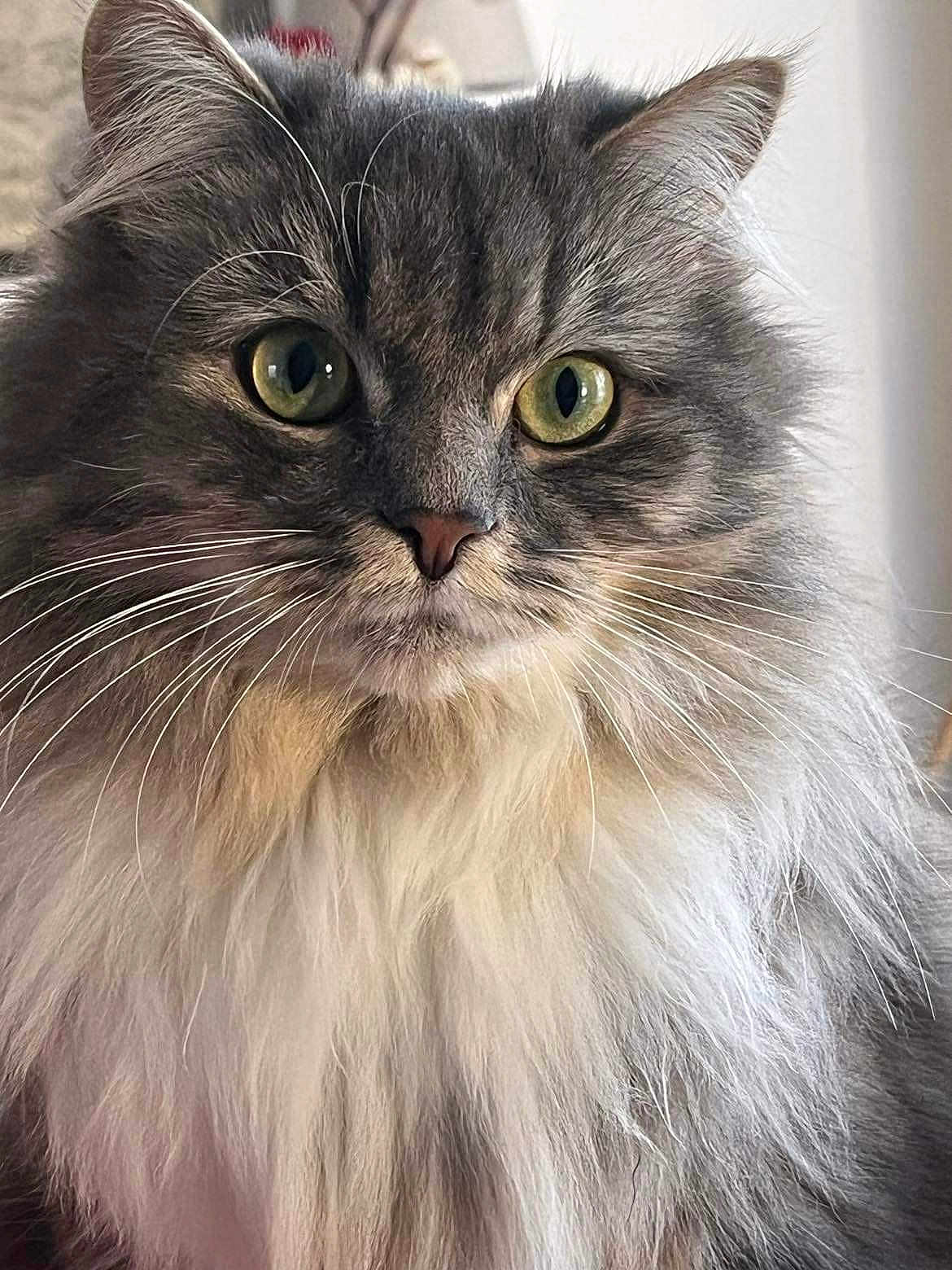 Mimi a rejoint le concours — aidez-le/la à gagner de superbes lots ! cat, fluffy, gray_cat, green_eyes, portrait, close_up, whiskers, pet, feline, indoors, fur, animal, cute, face, domestic_cat, looking, majestic, soft_light, calm, house_pet