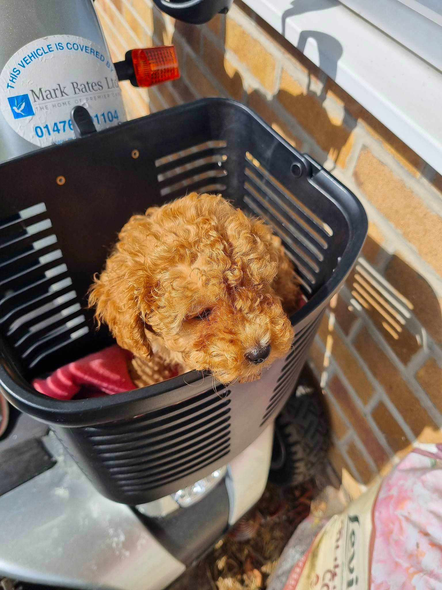 Chance joined the competition — help win amazing prizes! baking, carnivore, chair, comfort_food, cooking, cookware_and_bakeware, cuisine, deep_frying, dish, food, fried_food, gas, ingredient, junk_food, kitchen_appliance, meat, plate, produce, recipe, tableware