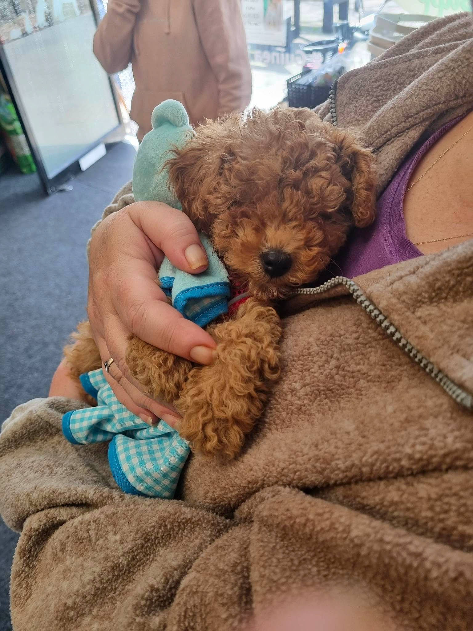 Chance is registered to the contest to win money with this photo: canidae, carnivore, chair, comfort, companion_dog, dog, dog_breed, fawn, fur, human_leg, leg, mammal, poodle, sitting, small_terrier, terrier, toy_dog, vacation, working_animal, wrinkle