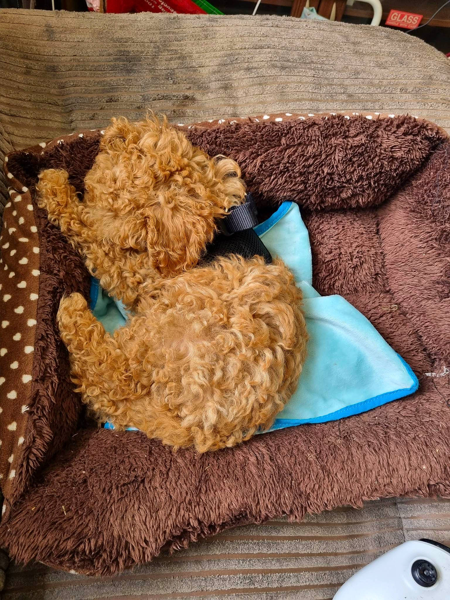 Chance is registered to the contest to win money with this photo: companion_dog, craft, dog_breed, fashion_accessory, fawn, fiber, fur, hat, home_accessories, input_device, linens, pattern, plush, rectangle, sporting_group, stuffed_toy, teddy_bear, terrier, toy, toy_dog