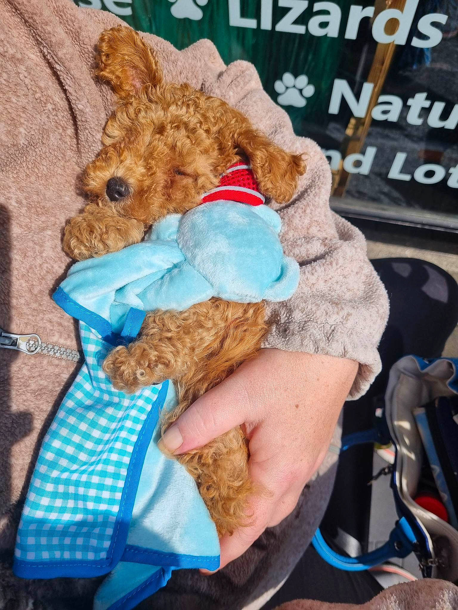 Chance is registered to the contest to win money with this photo: art, baby_toys, bag, blue, doll, electric_blue, fashion_accessory, fur, hat, linens, luggage_and_bags, nail, pattern, plush, stuffed_toy, teddy_bear, thread, toy, wool, wrist