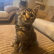 Marley is registered to the contest to win money with this photo: bow_tie, cat, close_up, couch, cozy, curious, cute, domestic_animal, ears, furniture, indoor, kitten, living_room, pet, sitting, soft_light, striped, tabby, whiskers, young_animal