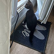 Titoune participe au concours pour gagner de l'argent avec cette photo : cat, black_cat, door, doorway, doormat, curious, indoor, wooden_floor, window, daylight, pet, animal, flooring, home, looking_out, open_door, curtain, reflection, black_and_white, domestic_cat
