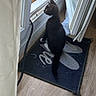 cat, black_cat, door, doorway, doormat, curious, indoor, wooden_floor, window, daylight, pet, animal, flooring, home, looking_out, open_door, curtain, reflection, black_and_white, domestic_cat