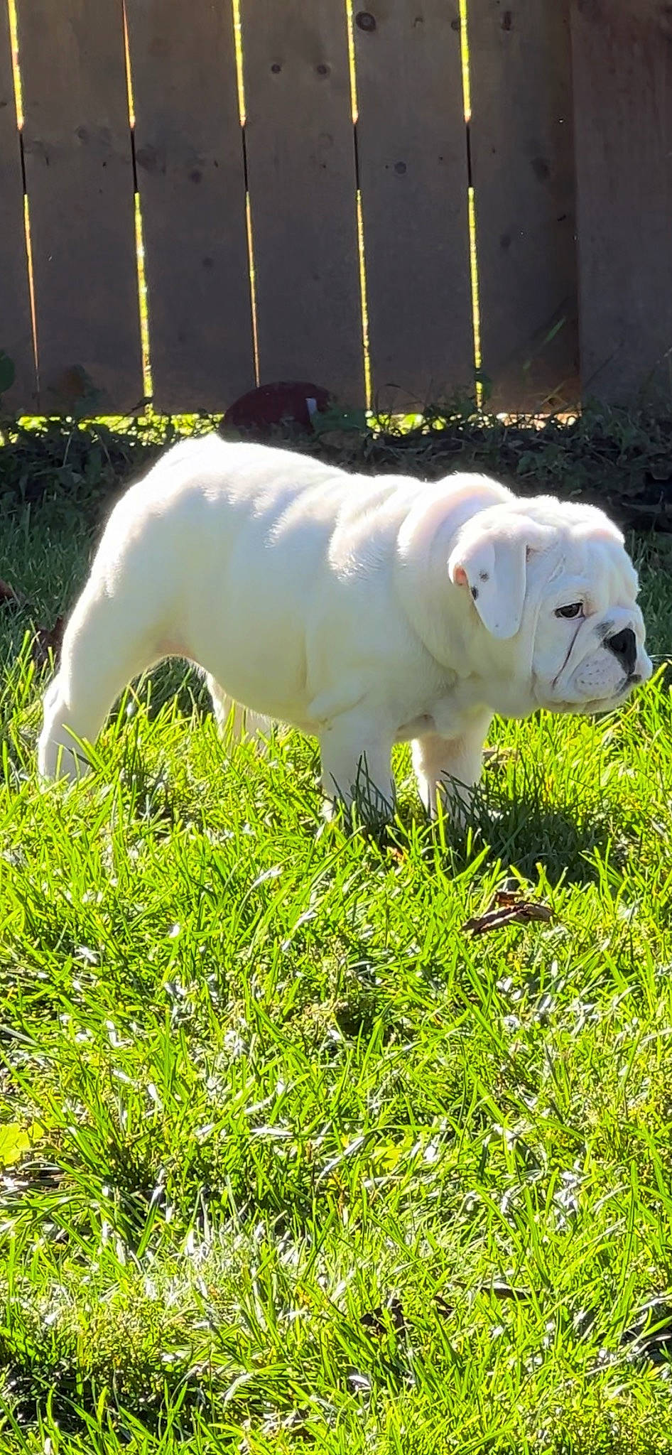 Cream joined the competition — help win amazing prizes! canidae, carnivore, companion_dog, dog, dog_breed, fawn, fence, field, grass, grassland, groundcover, non_sporting_group, pasture, pet_supply, plant, snout, sporting_group, tail, terrestrial_animal, working_animal