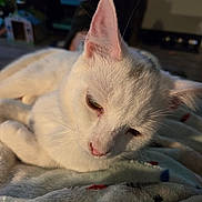 Musafa is registered to the contest to win money with this photo: animal, blanket, cat, closeup, comfort, cozy, cute, domestic_animal, ear, feline, fur, indoor, pet, relaxed, resting, sleepy, soft_texture, warm_light, whiskers, white_cat