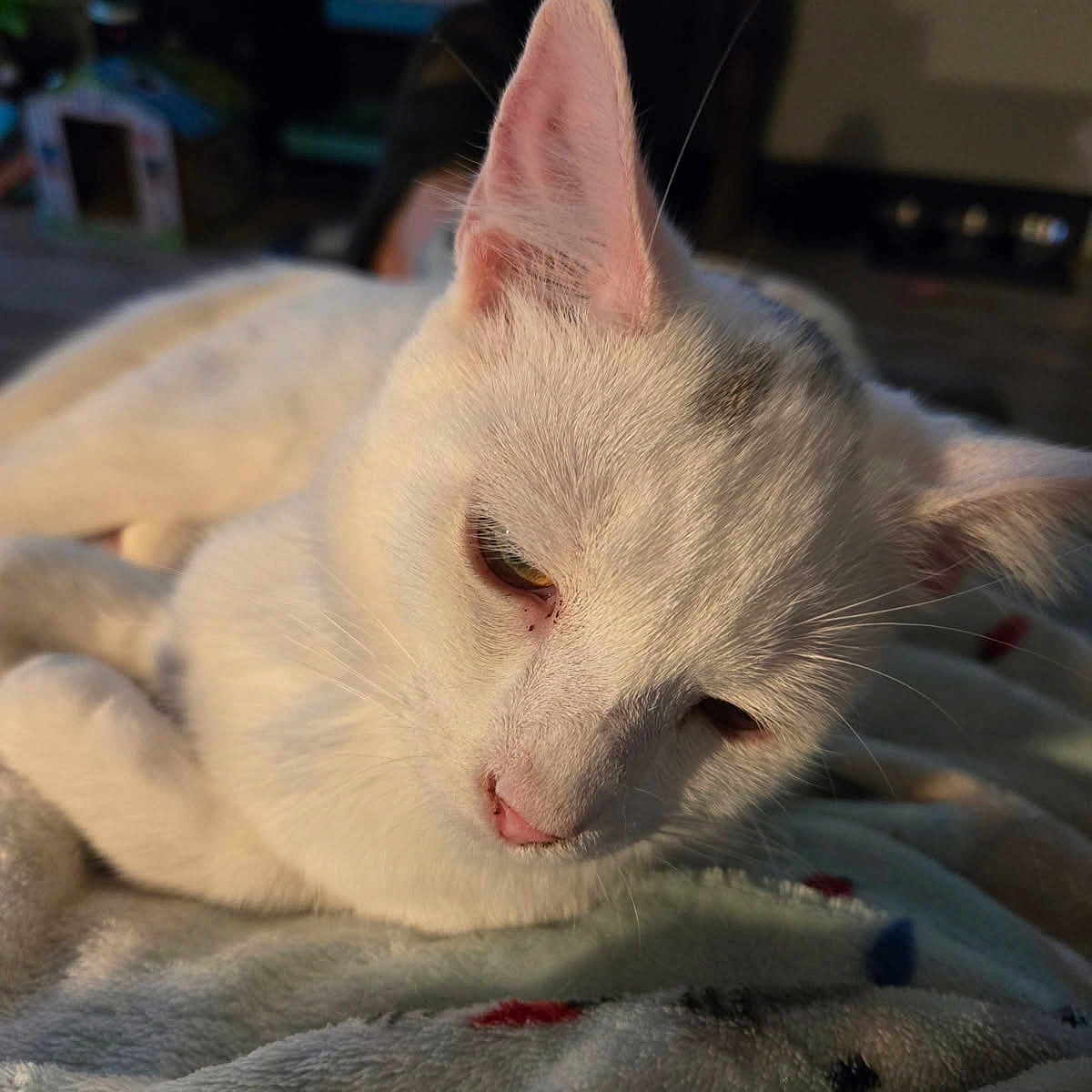 Musafa is registered to the contest to win money with this photo: animal, blanket, cat, closeup, comfort, cozy, cute, domestic_animal, ear, feline, fur, indoor, pet, relaxed, resting, sleepy, soft_texture, warm_light, whiskers, white_cat