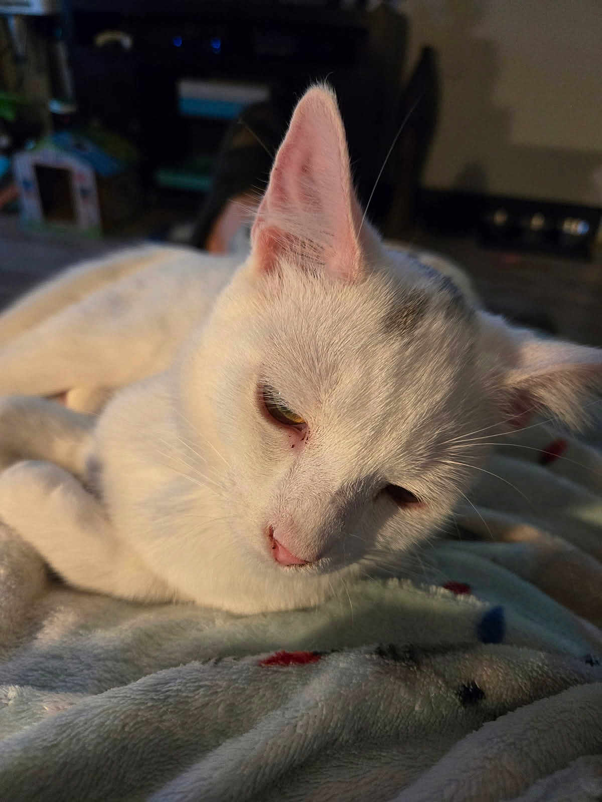 Musafa is registered to the contest to win money with this photo: animal, blanket, cat, closeup, comfort, cozy, cute, domestic_animal, ear, feline, fur, indoor, pet, relaxed, resting, sleepy, soft_texture, warm_light, whiskers, white_cat