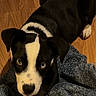 Blue joined the competition — help win amazing prizes! dog, puppy, black_and_white, laying_down, blue_blanket, wooden_floor, pet, animal, cute, young_dog, indoor, looking_up, fur, ears, paws, face, alert, companion, adorable, canine