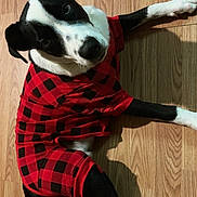 Blue is registered to the contest to win money with this photo: dog, black_and_white, pet_clothing, red_checkered, floor, wood_floor, curious, lying_down, portrait, indoor, cute, canine, animal, domestic_animal, paw, ears, snout, fur, looking_up, relaxed
